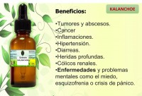 EXTRACTO DE KALANCHOE
